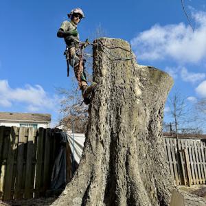Johnston's Tree Service
