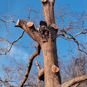 David's Tree Professionals