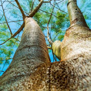 Tree Experts