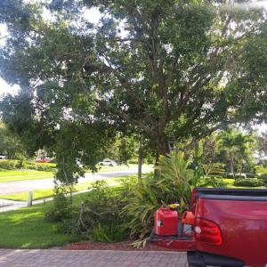 Primavera landscaping