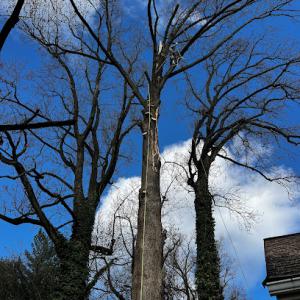 Quality Tree Services