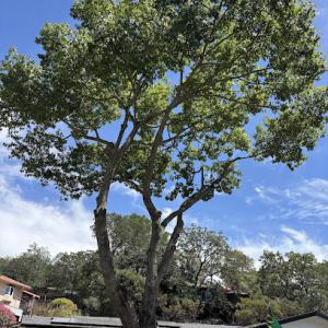 Gonzalez's Tree Service