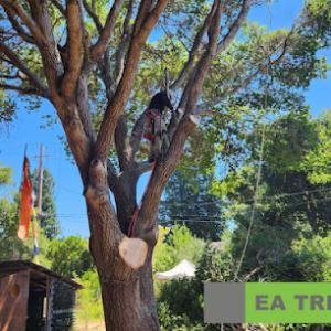 EA Tree Expert Company