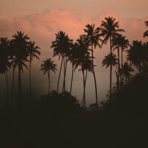 Scottsdale Tree Trimming, Tree Trimmers