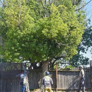 Fair Oaks Arborist