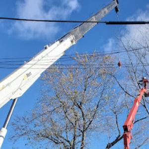 T.W. Enterprises, Inc Tree & Landscaping