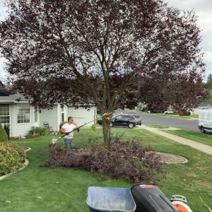 Rivers Edge Tree Removal & Services