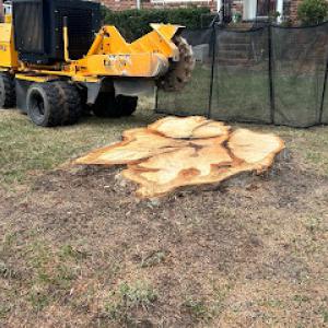 Shupp's Stump Grinding