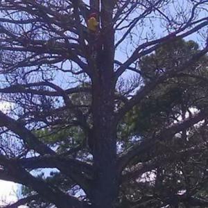 TREE LIFE tree service 31 years