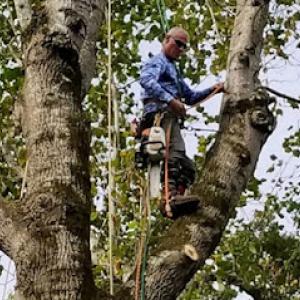 Walding Tree & Bobcat