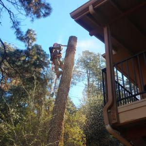 Mile High Tree Service - Tree Service, Tree Contractor, Tree Company, Tree Service Contractor, Tree Removal in Prescott, AZ