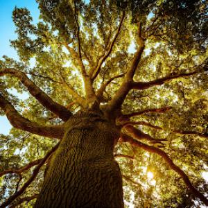 A Better Tree Service