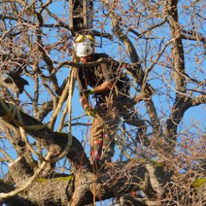Sierra Vista Vegetation Removal & Tree Service
