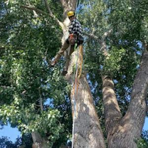Tree-Rex Tree Service