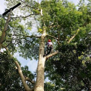 Twin Cities Tree Service Placer
