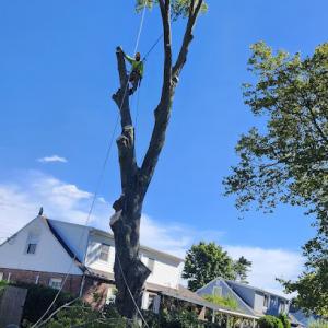 One Call Tree Service