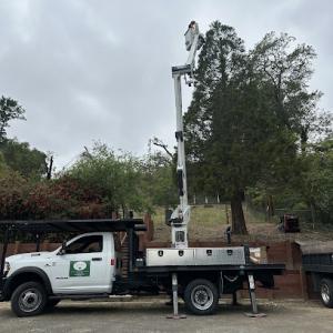 Jeff Lester Arborist