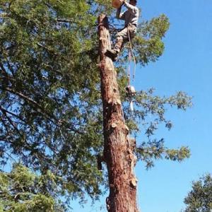 Julian's Tree Service