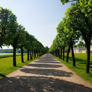 Lucas Tree Care Experts