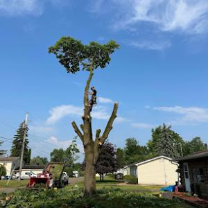 Broken Limb Tree Service
