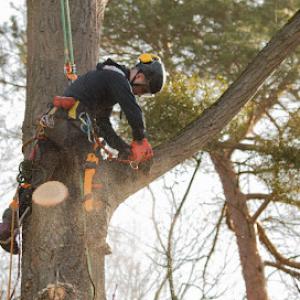 Saginaw Emergency Tree Service