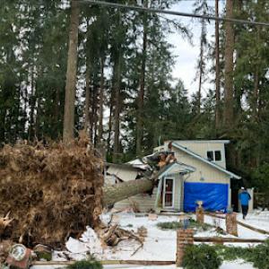 Capitol Tree Service