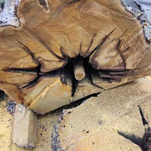 Mattison Tree Removal