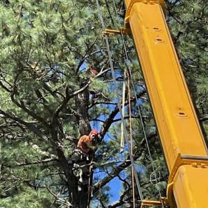 Miller's Tree & Outdoor Service