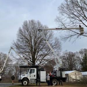 Phil Stone & Sons Tree Removal