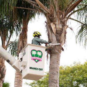 Branch Out Tree Care