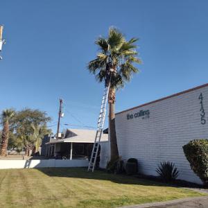 Star Tree Removal & Landscaping Service