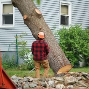 Allday Tree Services