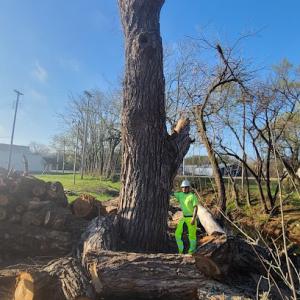 Mick's Tree Service