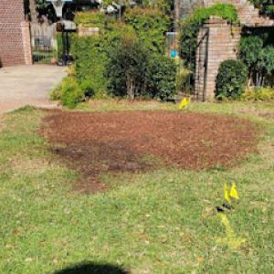 Bigfoot Stump Grinding