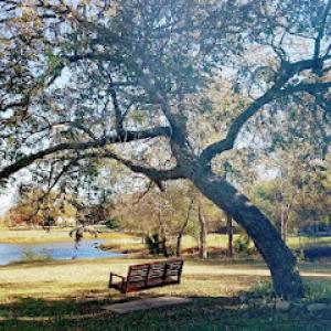 Monarch Tree & Landscaping Service