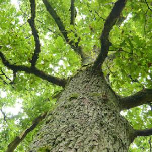 Good Earth Tree Care