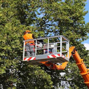 Strecker Tree Service