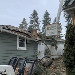 Sunset Tree Service