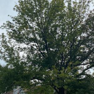 The Watta Tree Service