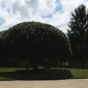 Huffman Tree Company