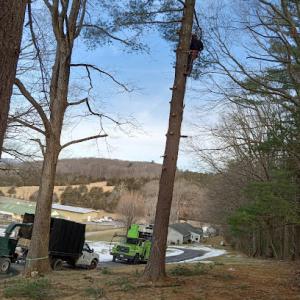 Meadows Tree Service