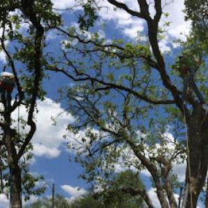 Kennedy Tree Experts