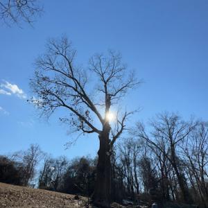 Tree:16 Tree Service