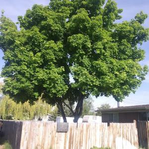 Forrest's Tree Service