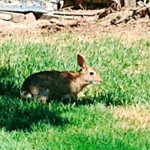 Blue Mountain Tree Service
