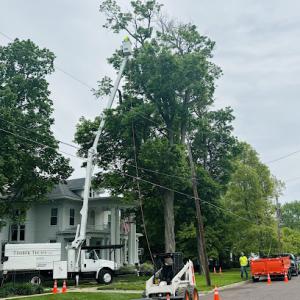 Timber Techs LLC Tree Service