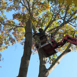Classic City Arborists