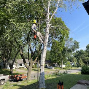 Pippin Tree Service
