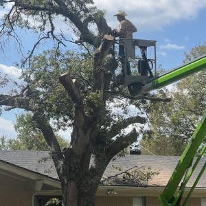 A&J tree service & gutter cleaning