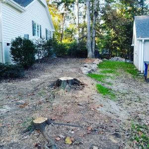 Angry Beaver Stump Grinding